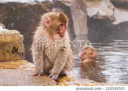 Snow Monkey (Jigokudani Monkey Park) 120595501