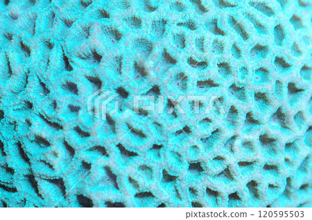 Closed Turquoise Brain Coral - Favites spp 120595503