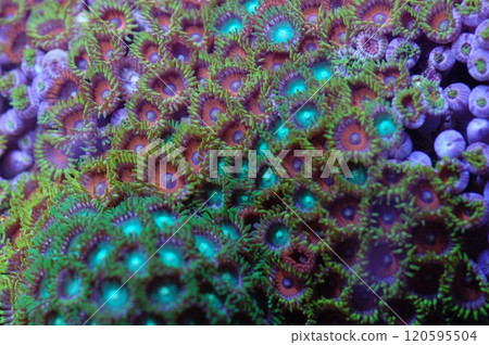 Ultra Colored Mixed Zoanthid Rock - Zoanthus spp Ultra Colored Mixed Zoanthid Rock - Zoanthus spp 120595504