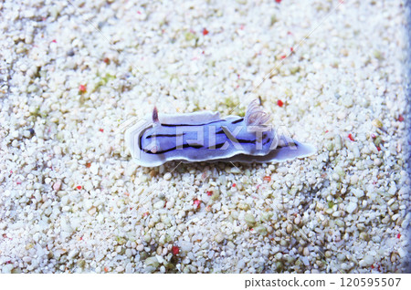 Willan's Chromodoris Nudibranch, Chromodoris willani 120595507