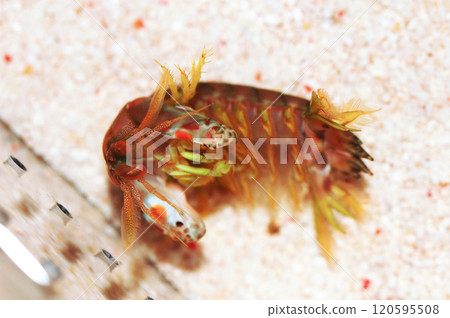 Orange Spot Mantis Shrimp, Gonodactylaceus ternatensis Orange Spot Mantis Shrimp, Gonodactylaceus ternatensis 120595508