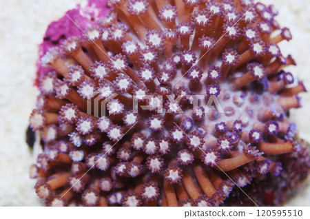 Purple Flower Pot Coral, Goniopora spp Purple Flower Pot Coral, Goniopora spp 120595510