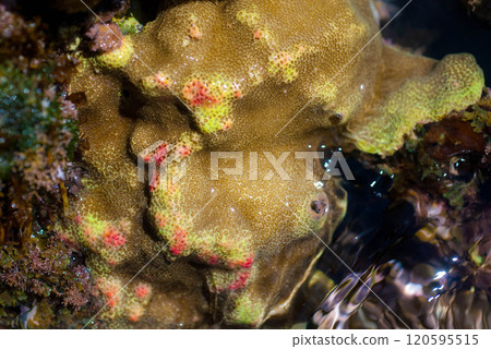 Stony Coral in Maui, Hawaii tidepool 120595515