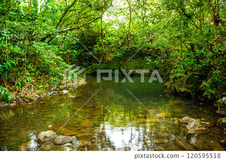 Relaxing Smooth Stream Rolling Through Rainforest on Maui, Hawaii 120595518