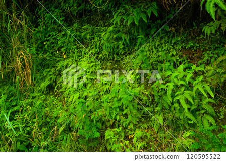 Wild Ferns on the Side of the Road to Hana, Maui, Hawaii 120595522