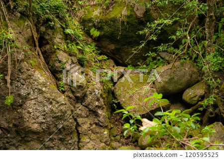 Fauna Growing on Rocks, Maui, Hawaii 120595525