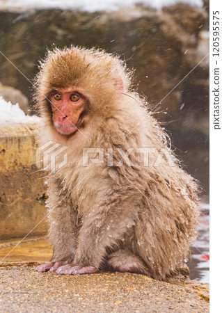 雪猴(地獄谷雪猴公園) 雪猴(地獄谷雪猴公園) 120595575