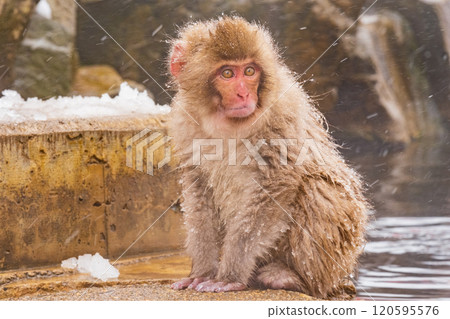 雪猴（地獄谷雪猴公園） 120595576