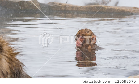 Snow Monkey (Jigokudani Monkey Park) Snow Monkey (Jigokudani Monkey Park) 120595579