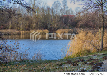 Serene Autumn Lake with Golden Reeds and Bare Trees 120595768