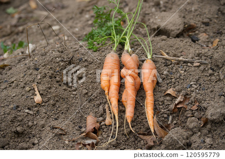 Freshly harvested organic carrots with vibrant green tops lying on rich soil in a garden setting 120595779