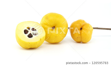 Quince fruits with vibrant yellow color, displayed on a white background 120595783