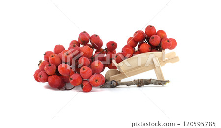 Fresh Red Berries in Miniature Wooden Wheelbarrow Isolated on White Background Fresh Red Berries in Miniature Wooden Wheelbarrow Isolated on White Background 120595785