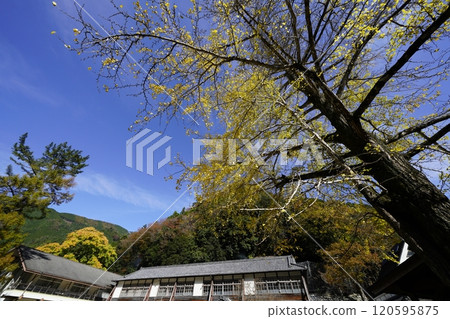 Ginkgo trees and wooden school buildings against the blue sky 120595875