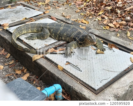 Wild monitor lizard in Thammasat University Rangsit, Phathumthani, Thailand Wild monitor lizard in Thammasat University Rangsit, Phathumthani, Thailand 120595920