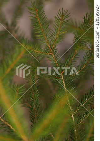 A close up of a green tree branch with brown tips 120595927