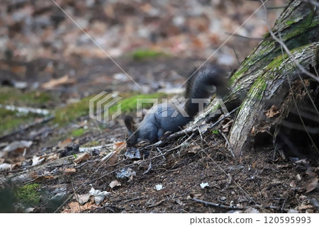 Early winter forest: Hokkaido squirrels preparing for winter Early winter forest: Hokkaido squirrels preparing for winter 120595993