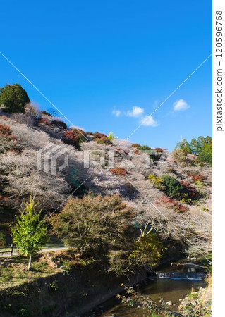 Kawami Shiki cherry blossoms and autumn leaves 120596768