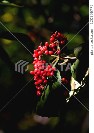 Viburnum berries in late autumn 120596772
