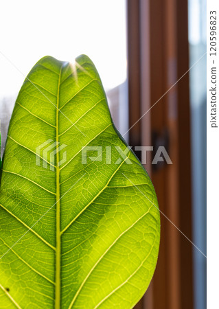 Ficus altissima 120596823