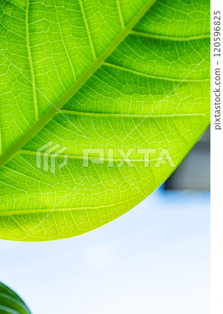 Ficus altissima Ficus altissima 120596825