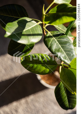 Ficus altissima 120596844