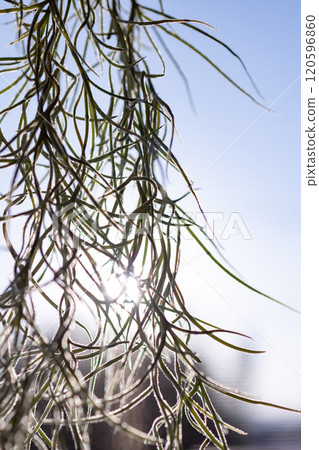 Usune euses Usune euses 120596860