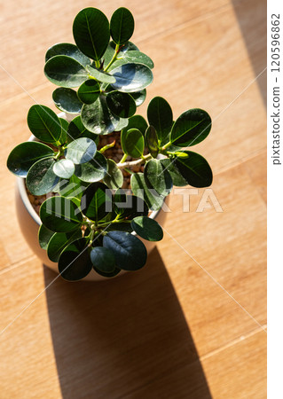 Panda banyan 120596862