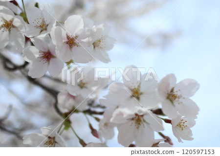 Cherry blossoms in full bloom in spring Cherry blossoms in full bloom in spring 120597153