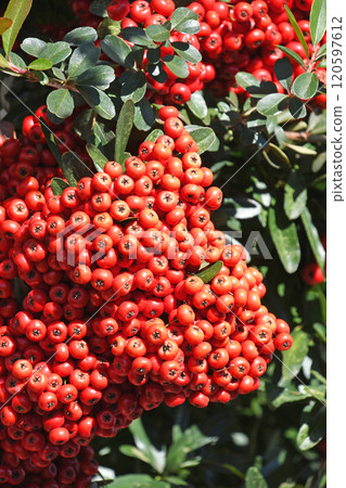 火棘果 120597612