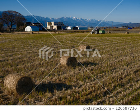 [Azumino City, Nagano Prefecture] Rice straw rolls and the snow-capped Tateyama mountain range 120597730