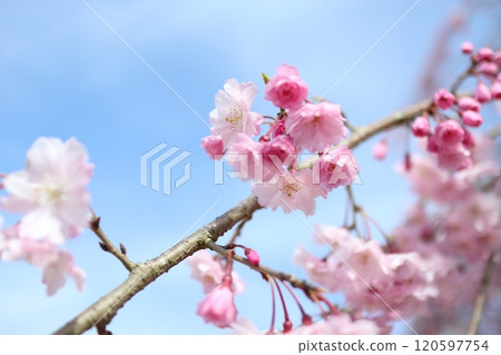Cherry blossoms in full bloom in spring Cherry blossoms in full bloom in spring 120597754