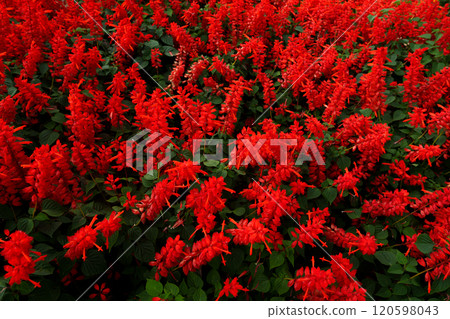Red flower fields and mountain views in summer 120598043