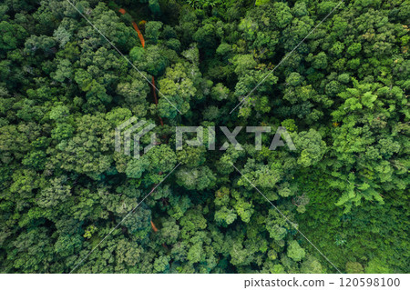 Aerial forest,Green forest and nature, Aerial view of trees in forest Aerial forest,Green forest and nature, Aerial view of trees in forest 120598100