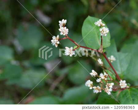 Small buckwheat flower 120598363
