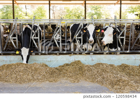 Cows eating hay in outdoor cowshed on dairy farm 120598434