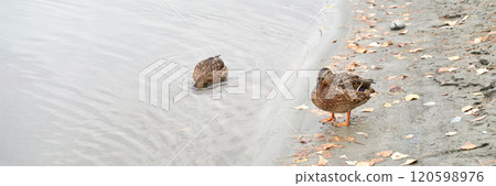 Peaceful autumn lake scene with ducks by tranquil shoreline and fallen leaves Peaceful autumn lake scene with ducks by tranquil shoreline and fallen leaves 120598976