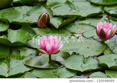 Morning Water Lilies 120599089