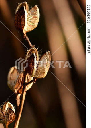 Lily of the valley seeds shining in the morning sun Lily of the valley seeds shining in the morning sun 120599112