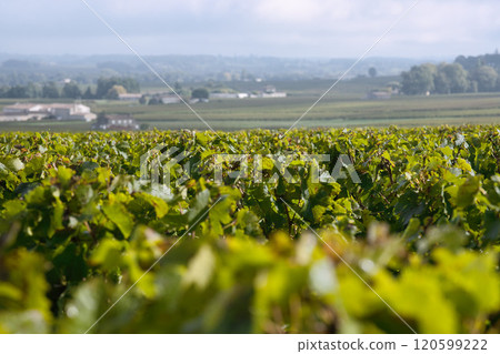 波爾多的梅洛田 120599222