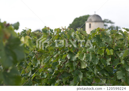Bordeaux Merlot Vineyards 120599224