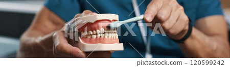 Demonstrating Proper Brushing Technique on Dental Model 120599242