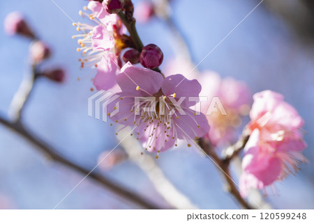 Pink plum blossoms 120599248
