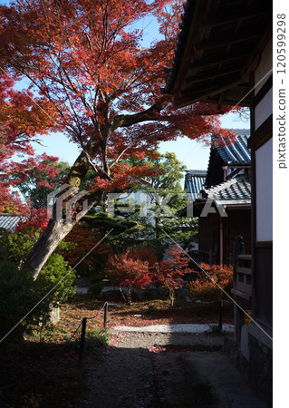 Viewing autumn leaves in Kyoto Viewing autumn leaves in Kyoto 120599298