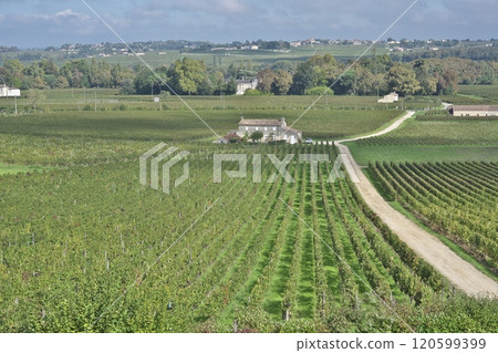 vineyards of bordeaux france 120599399