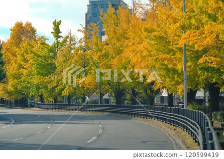 Ginkgo trees along Horikawa Street in Kyoto 120599419