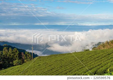 嘉義 石棹雲海季 嘉義 石棹雲海季 120599576
