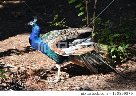 Peacock with spread wings 120599879