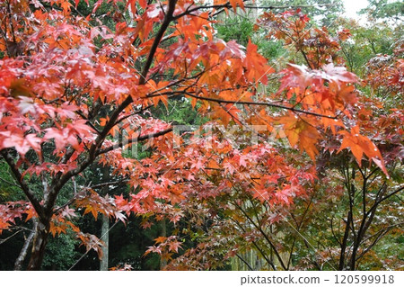 玉木高大寺 秋葉 120599918