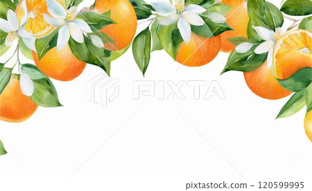 Mandarin orange fruit watercolor frame background wallpaper illustration 120599995